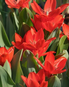 MBT. praestans (Zwanenburg) Fusilier